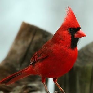 Meet your Posher, Ronda